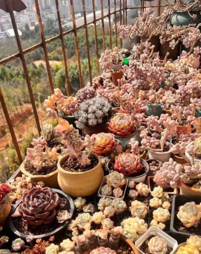 多肉还不拿到室外？等待何时？适应气温变化，度夏不会黑腐！ - 图画吧TUHUABA