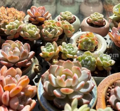 多肉还不拿到室外？等待何时？适应气温变化，度夏不会黑腐！ - 图画吧TUHUABA