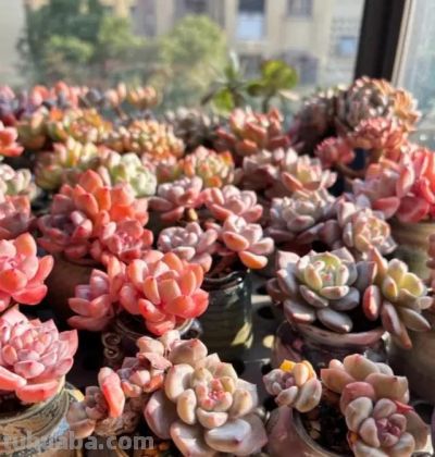 多肉还不拿到室外？等待何时？适应气温变化，度夏不会黑腐！ - 图画吧TUHUABA