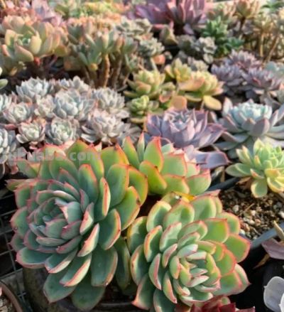 多肉还不拿到室外？等待何时？适应气温变化，度夏不会黑腐！ - 图画吧TUHUABA