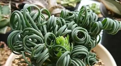 曾经“红极一时”的多肉，为何难逃“被丢弃”的命运，原因很简单 - 图画吧TUHUABA