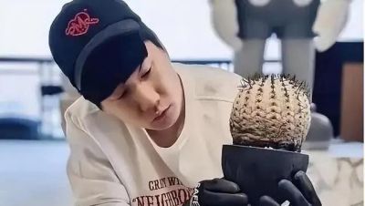 曾经“红极一时”的多肉，为何难逃“被丢弃”的命运，原因很简单 - 图画吧TUHUABA