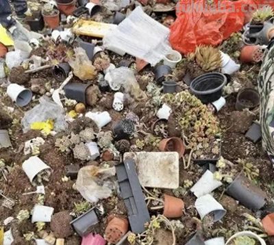 曾经“红极一时”的多肉，为何难逃“被丢弃”的命运，原因很简单 - 今日头条