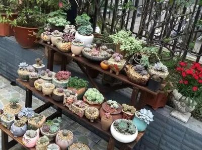 曾经“红极一时”的多肉，为何难逃“被丢弃”的命运，原因很简单 - 图画吧TUHUABA