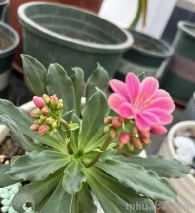 曾经“红极一时”的多肉，为何难逃“被丢弃”的命运，原因很简单 - 图画吧TUHUABA