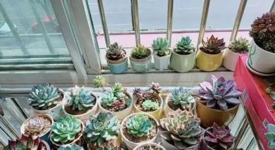 曾经“红极一时”的多肉，为何难逃“被丢弃”的命运，原因很简单 - 图画吧TUHUABA