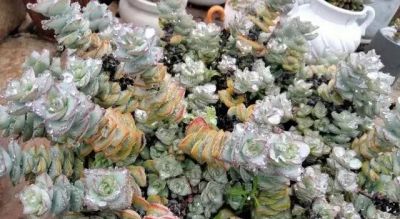 曾经“红极一时”的多肉，为何难逃“被丢弃”的命运，原因很简单 - 图画吧TUHUABA