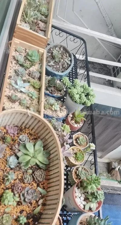 曾经“红极一时”的多肉，为何难逃“被丢弃”的命运，原因很简单 - 图画吧TUHUABA