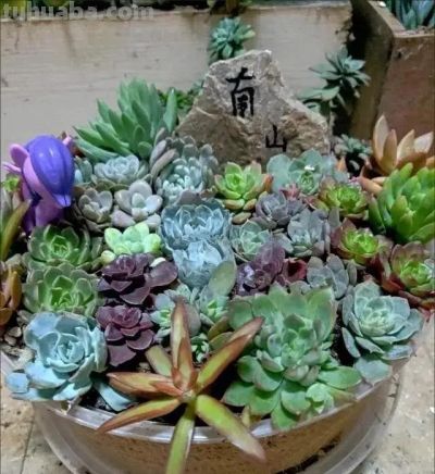 曾经“红极一时”的多肉，为何难逃“被丢弃”的命运，原因很简单 - 图画吧TUHUABA