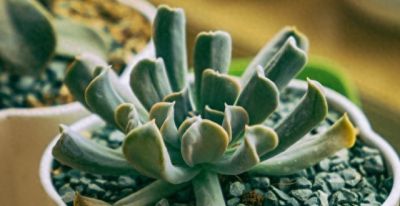 养死10盆多肉后，我终于悟！这份懒人养花秘籍让新手能养出果冻色 - 今日头条