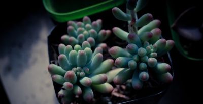 养死10盆多肉后，我终于悟！这份懒人养花秘籍让新手能养出果冻色 - 图画吧TUHUABA