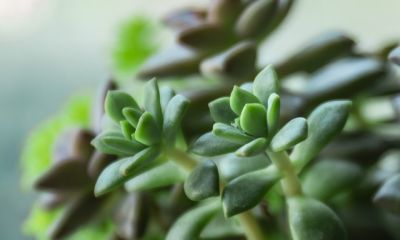 养死10盆多肉后，我终于悟！这份懒人养花秘籍让新手能养出果冻色 - 图画吧TUHUABA