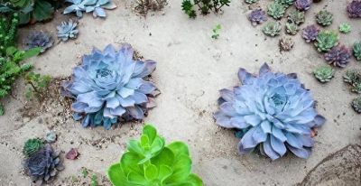 养多肉6年才懂:越精心越死，地栽竟爆盆 - 今日头条