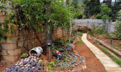 养多肉6年才懂:越精心越死，地栽竟爆盆 - 图画吧TUHUABA