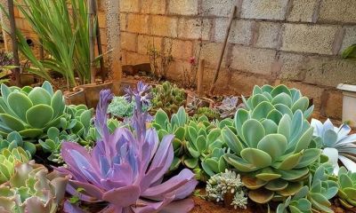 养多肉6年才懂:越精心越死，地栽竟爆盆 - 图画吧TUHUABA