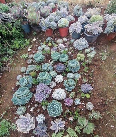 养多肉6年才懂:越精心越死，地栽竟爆盆 - 图画吧TUHUABA