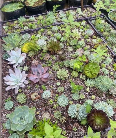 养肉6年悟透了！多肉贱养才旺，地栽比盆栽香十倍 - 图画吧TUHUABA