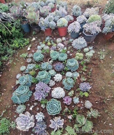 养肉6年悟透了！多肉贱养才旺，地栽比盆栽香十倍 - 图画吧TUHUABA