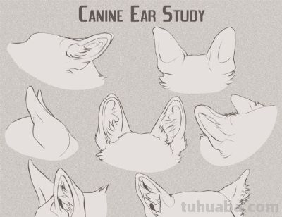 犬科动物绘画参考 - 今日头条