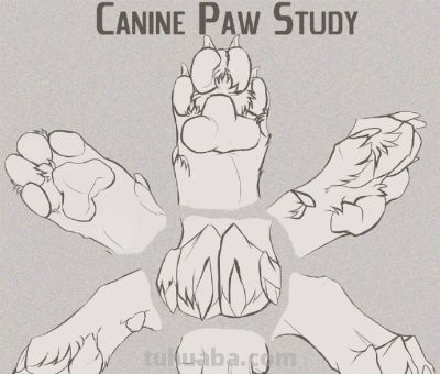 犬科动物绘画参考 - 图画吧TUHUABA