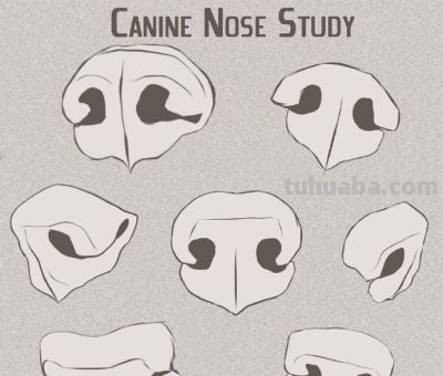 犬科动物绘画参考 - 图画吧TUHUABA