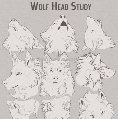 犬科动物绘画参考 - 图画吧TUHUABA