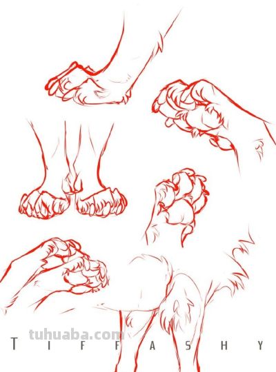 犬科动物绘画参考 - 图画吧TUHUABA