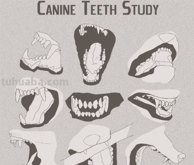 犬科动物绘画参考 - 图画吧TUHUABA