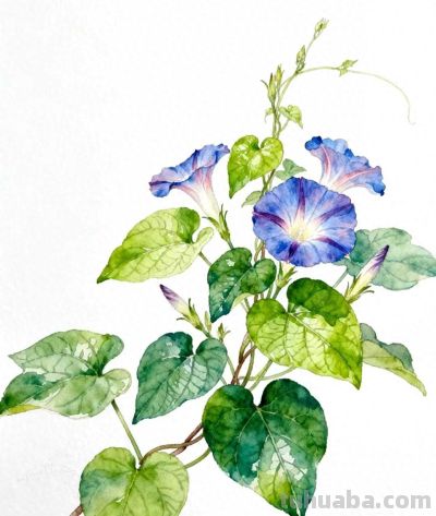 水彩画｜牵牛花 - 今日头条