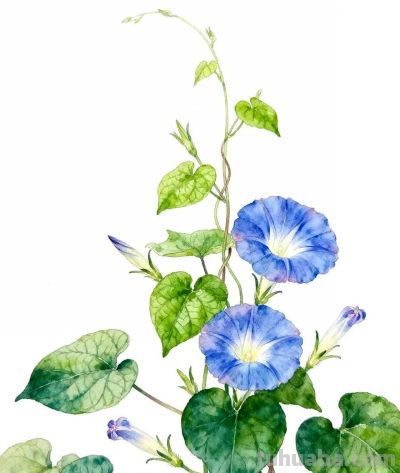 水彩画｜牵牛花 - 图画吧TUHUABA