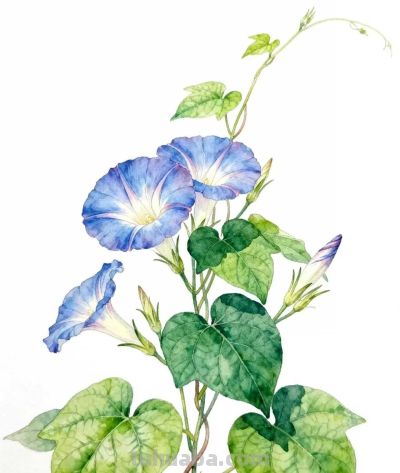 水彩画｜牵牛花 - 图画吧TUHUABA
