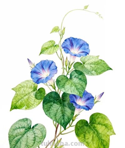 水彩画｜牵牛花 - 图画吧TUHUABA