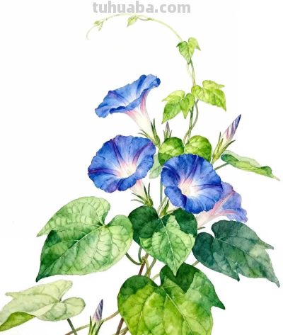 水彩画｜牵牛花 - 图画吧TUHUABA