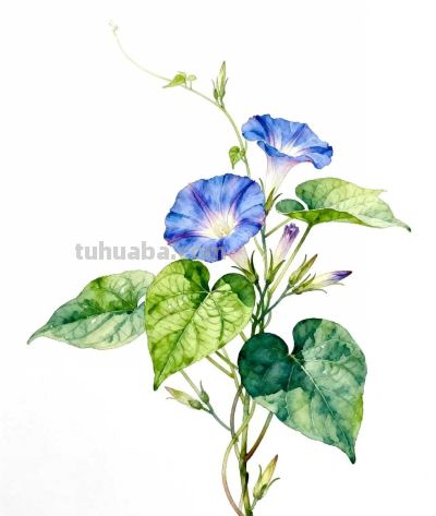 水彩画｜牵牛花 - 图画吧TUHUABA