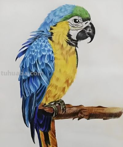彩铅画，鹦鹉图 - 今日头条