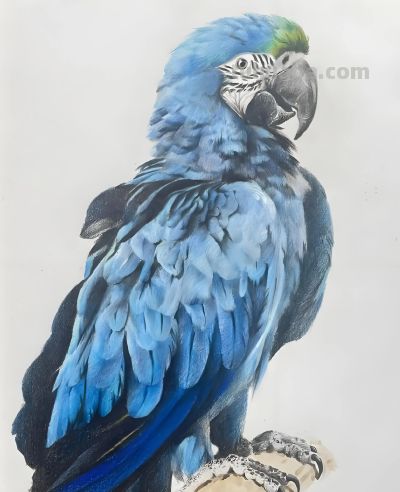 彩铅画，鹦鹉图 - 图画吧TUHUABA