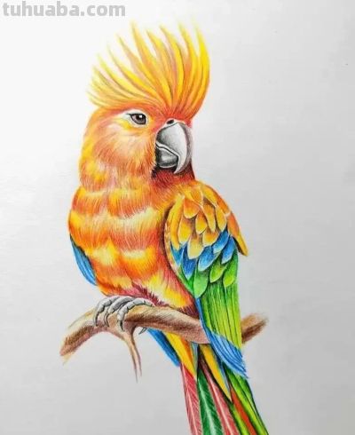 彩铅画，鹦鹉图 - 图画吧TUHUABA