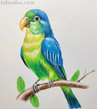 彩铅画，鹦鹉图 - 图画吧TUHUABA
