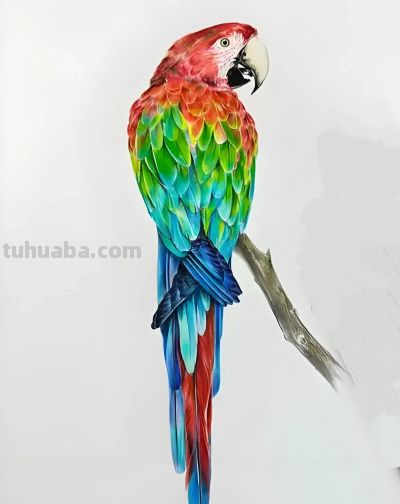 彩铅画，鹦鹉图 - 图画吧TUHUABA