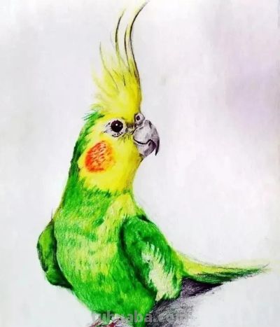 彩铅画，鹦鹉图 - 图画吧TUHUABA