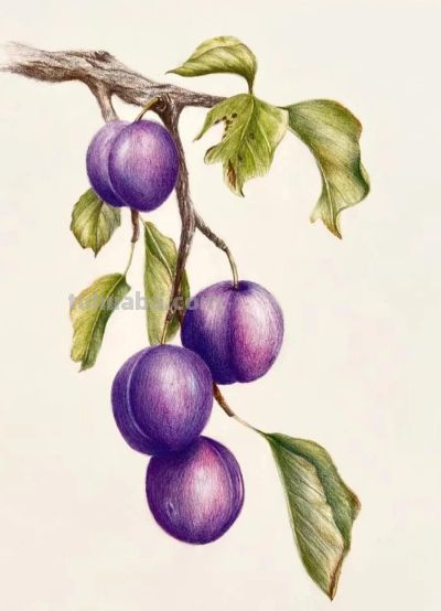 彩铅画水果 - 图画吧TUHUABA