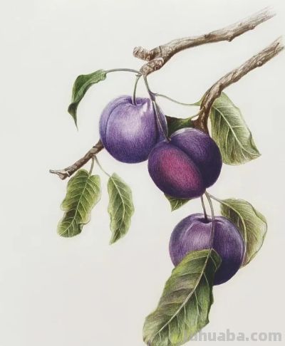 彩铅画水果 - 图画吧TUHUABA