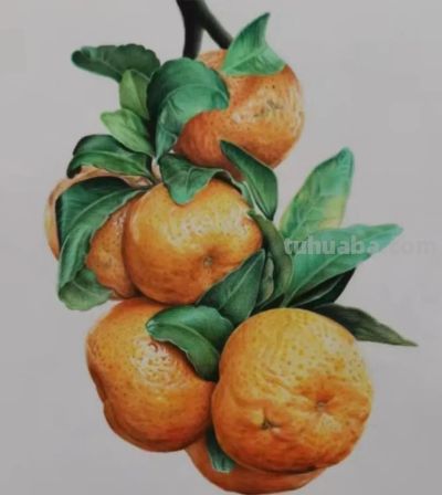 彩铅画水果 - 图画吧TUHUABA