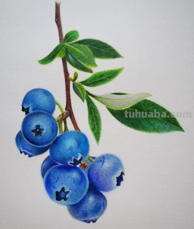 彩铅画水果 - 图画吧TUHUABA