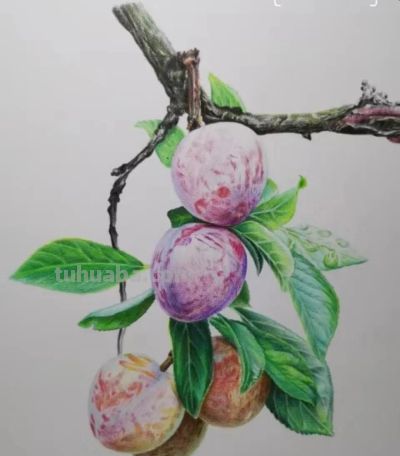 彩铅画水果 - 图画吧TUHUABA