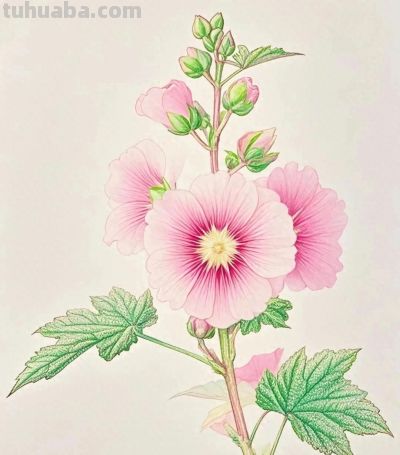 彩铅画，每一朵花都拥有了生命，在纸上绽放，展现着大自然的美丽 - 今日头条