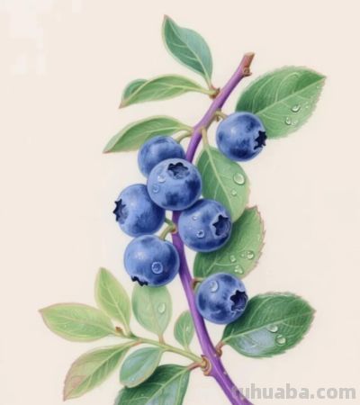 彩铅画，每一朵花都拥有了生命，在纸上绽放，展现着大自然的美丽 - 图画吧TUHUABA