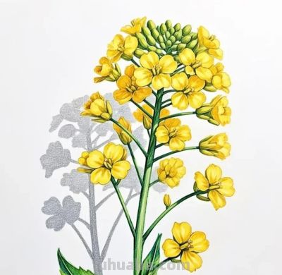 彩铅画，每一朵花都拥有了生命，在纸上绽放，展现着大自然的美丽 - 图画吧TUHUABA