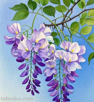 彩铅画，每一朵花都拥有了生命，在纸上绽放，展现着大自然的美丽 - 图画吧TUHUABA