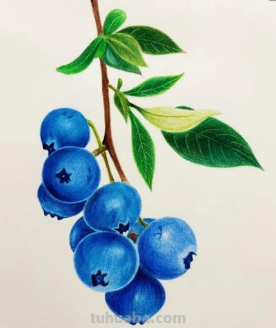 彩铅画，画的好逼真呀 - 图画吧TUHUABA